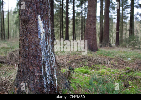 Norway spruce (Picea abies), tree gum running out of a hurt spruce trunk Stock Photo