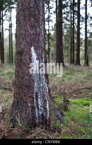 Norway spruce (Picea abies), tree gum running out of a hurt spruce trunk Stock Photo