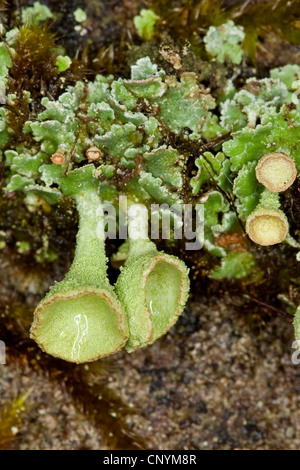 cup lichen (Cladonia pyxidata), on a wall Stock Photo