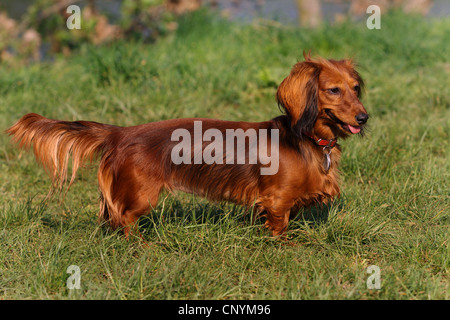 Long-haired Dachshund, Long-haired sausage dog, domestic dog (Canis lupus f. familiaris), miniature long-haired dachshund standing in meadow
