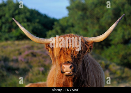 domestic cattle (Bos primigenius f. taurus), highland cattle, grazing, Netherlands, Northern Netherlands, Netherlands, Texel