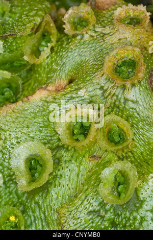 liverwort (Marchantia polymorpha), breeding cups, Germany Stock Photo