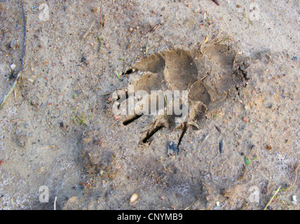 Old World badger, Eurasian badger (Meles meles), tracks in mud Stock Photo