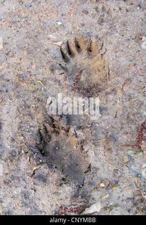 Old World badger, Eurasian badger (Meles meles), tracks in mud