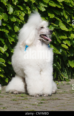 Miniature Poodle (Canis lupus f. familiaris), white miniature poodle sitting in front of hedge Stock Photo