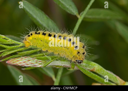 Blood Droplet Burnet, Six-spot Burnet (Zygaena carniolica, Agrumenia carniolica), caterpillar, Germany Stock Photo
