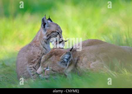 Eurasian lynx (Lynx lynx), mother with juvenile cleaning each other's fur, Germany Stock Photo