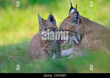 Eurasian lynx (Lynx lynx), mother with juvenile cleaning each other's fur Stock Photo