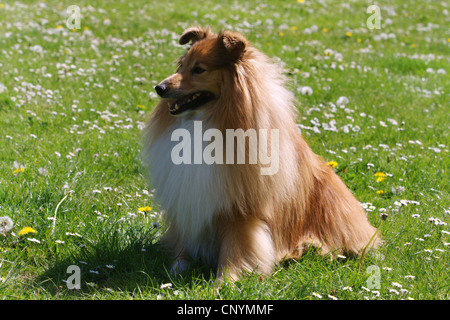 Shetland Sheepdog (Canis lupus f. familiaris), sitting in meadow