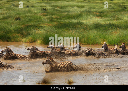 Boehm's zebra,  Grant's zebra (Equus quagga boehmi, Equus quagga granti), herd of zebras fleeing across a waterhole, Tanzania, Ngorongoro Conservation Area Stock Photo