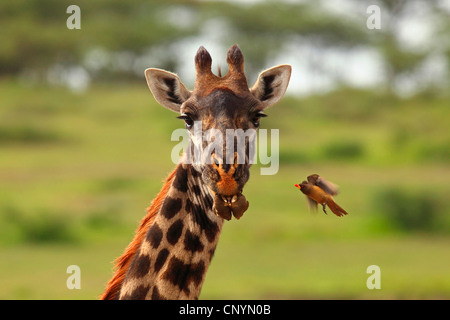 giraffe (Giraffa camelopardalis), red-billed oxpecker, Tanzania, Ngorongoro Conservation Area Stock Photo