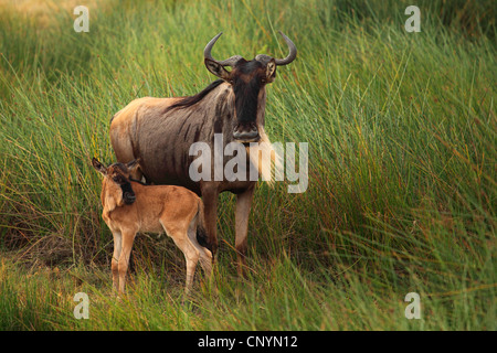 blue wildebeest, brindled gnu, white-bearded wildebeest (Connochaetes taurinus), gnu with calf standing in a meadow, Tanzania, Ngorongoro Conservation Area Stock Photo