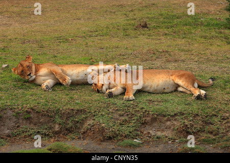 lion (Panthera leo), two sleeping lions , Tanzania, Ngorongoro Conservation Area Stock Photo