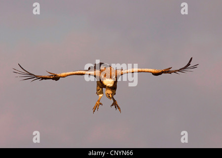 Ruppel's griffon, Rueppells griffon vulture (Gyps rueppelli), Ruppel's griffon landing, Tanzania, Ngorongoro Conservation Area Stock Photo