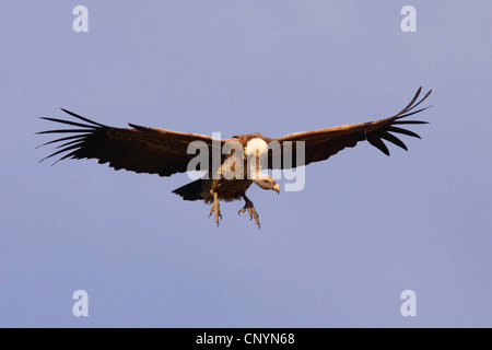 Ruppel's griffon, Rueppells griffon vulture (Gyps rueppelli), Ruppel's griffon landing, Tanzania, Ngorongoro Conservation Area Stock Photo