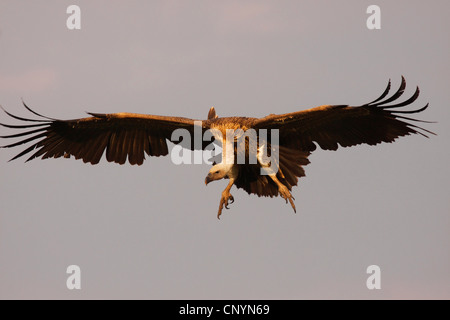 Ruppel's griffon, Rueppells griffon vulture (Gyps rueppelli), Ruppel's griffon landing, Tanzania, Ngorongoro Conservation Area Stock Photo