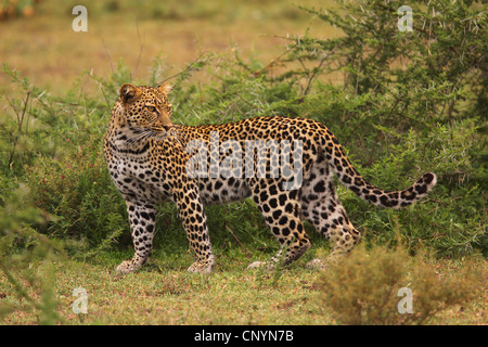 leopard (Panthera pardus), looking back, Tanzania, Ngorongoro Conservation Area Stock Photo