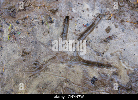 grey heron (Ardea cinerea), footprint in mud, Germany Stock Photo