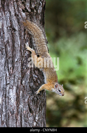 Smith's bush squirrel (Paraxerus cepapi), climbing down a tree trunk, Botswana, Chobe National Park Stock Photo