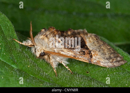 nut-tree tussock (Colocasia coryli), sitting on a leaf, Germany Stock Photo