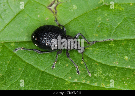 lightspotted snout weevil (Otiorhynchus gemmatus), sitting on a leaf, Germany Stock Photo