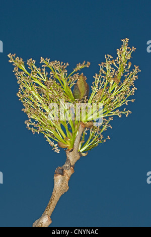 common ash, European ash (Fraxinus excelsior), buds and inflorescences, Germany Stock Photo