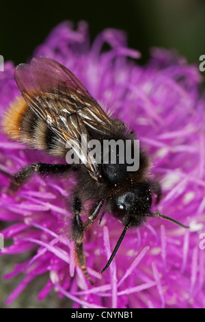Cuckoo bumblebee, Cuckoo Bee (Bombus rupestris, Psithyrus rupestris), parasite of red-tailed bumble bee, Germany Stock Photo
