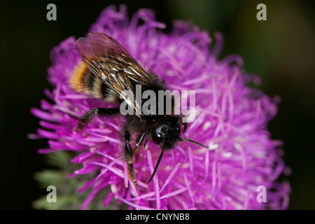 Cuckoo bumblebee, Cuckoo Bee (Bombus rupestris), brood parasite of the ...