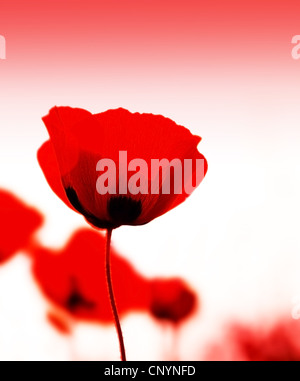 Red poppy flowers meadow with selective soft focus Stock Photo