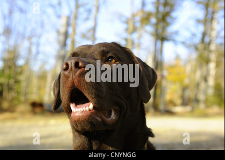 Labrador Retriever (Canis lupus f. familiaris), portrait Stock Photo