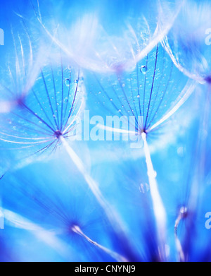 Soft focus on dandelions flower, extreme closeup, abstract blue spring nature background Stock Photo