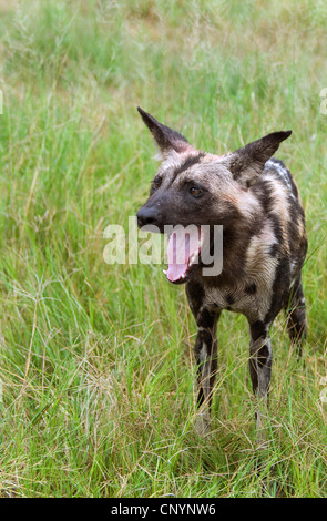 African wild dog (Lycaon pictus), standing in a meadow yawning, Botswana, Moremi Game Reserve Stock Photo