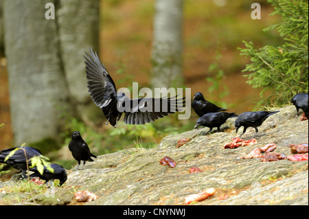 carrion crow (Corvus corone corone), group on the ground, Germany, Bavaria, Bavarian Forest National Park Stock Photo
