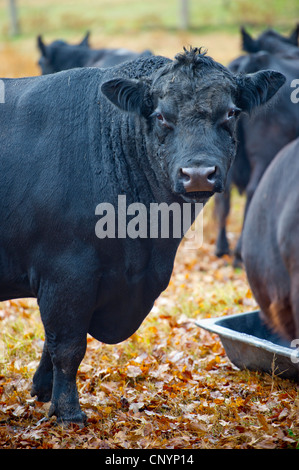 A black angus cow grazes in New Zealand. Cattle Stock Photo - Alamy