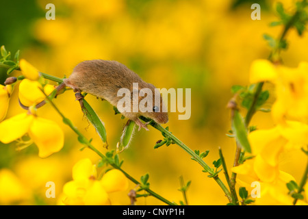 Old World harvest mouse (Micromys minutus), climbing in blooming broom, Germany, Rhineland-Palatinate Stock Photo