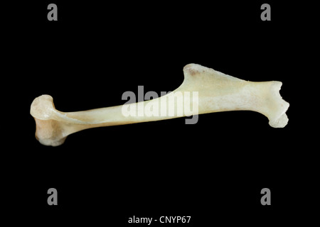 Barn owl (Tyto alba), upper arm bone of a mouse, undigested food residue from a pellet