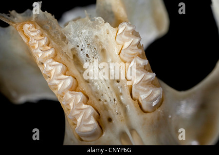 Barn owl (Tyto alba), upper jaw of a mouse, undigested food residue from a pellet