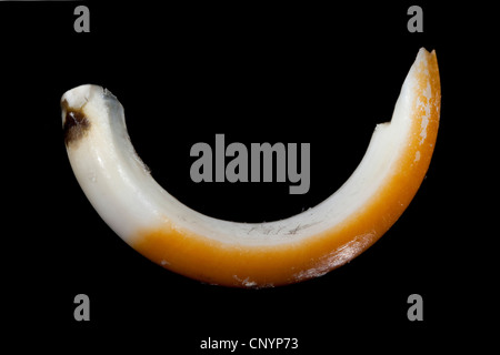 Barn owl (Tyto alba), chisel teeth of a mouse, undigested food residue ...