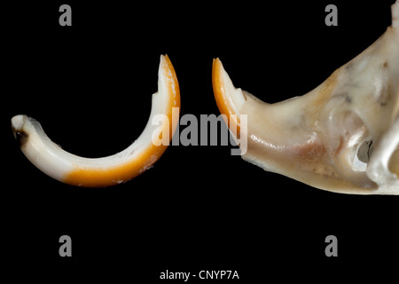 Barn owl (Tyto alba), chisel teeth of a mouse, undigested food residue from a pellet