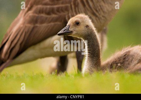 Canada goose (Branta canadensis), chick lying in a meadow, Germany, Rhineland-Palatinate Stock Photo