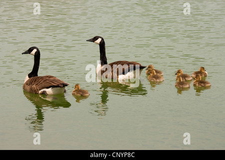 Canada goose (Branta canadensis), family swimming over the water , Germany, Rhineland-Palatinate Stock Photo
