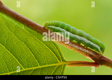 Hebrew character (Orthosia gothica), caterpillar on a sprout, Germany, Rhineland-Palatinate Stock Photo