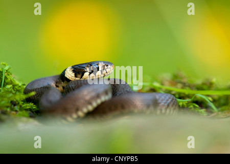 grass snake (Natrix natrix), young grass snake , Germany, Rhineland-Palatinate Stock Photo