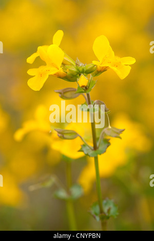 yellow monkeyflower (Mimulus guttatus), blooming, Germany, Rhineland-Palatinate Stock Photo