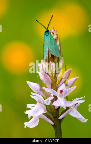 Forester, Common forester (Procris statices, Adscita statices), sitting at a spotted orchid , Germany, Rhineland-Palatinate Stock Photo