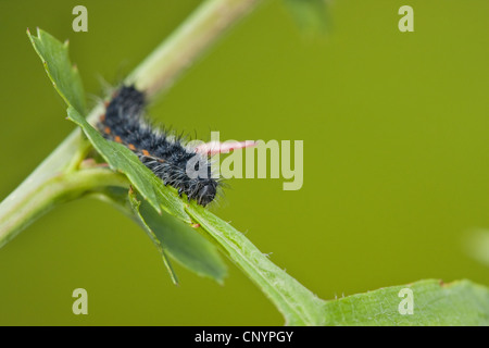 emperor moth (Saturnia pavonia, Eudia pavonia), young caterpillar, Germany, Rhineland-Palatinate Stock Photo