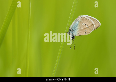 mazarine blue (Polyommatus semiargus, Cyaniris semiargus), sitting at a grass blade, Germany, Rhineland-Palatinate Stock Photo