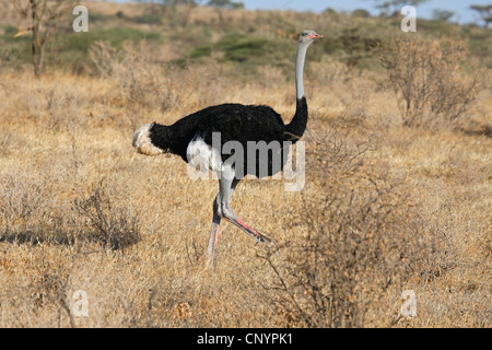 Somali Ostrich (Struthio camelus molybdophanes), walking through the savannah, Kenya, Samburu National Reserve Stock Photo