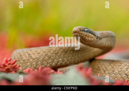 smooth snake (Coronella austriaca), portrait, Germany, Rhineland-Palatinate Stock Photo