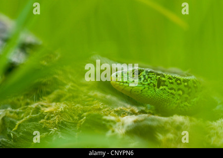 sand lizard (Lacerta agilis), portrait, Germany, Rhineland-Palatinate Stock Photo